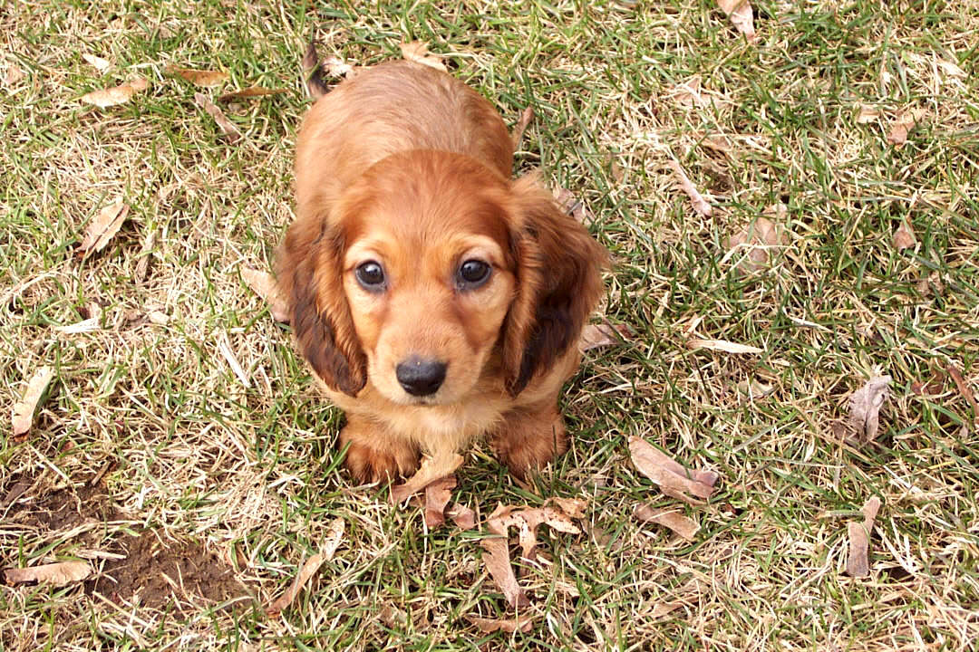 Miniature Long Haired Dachshund. Miniature Long-Haired
